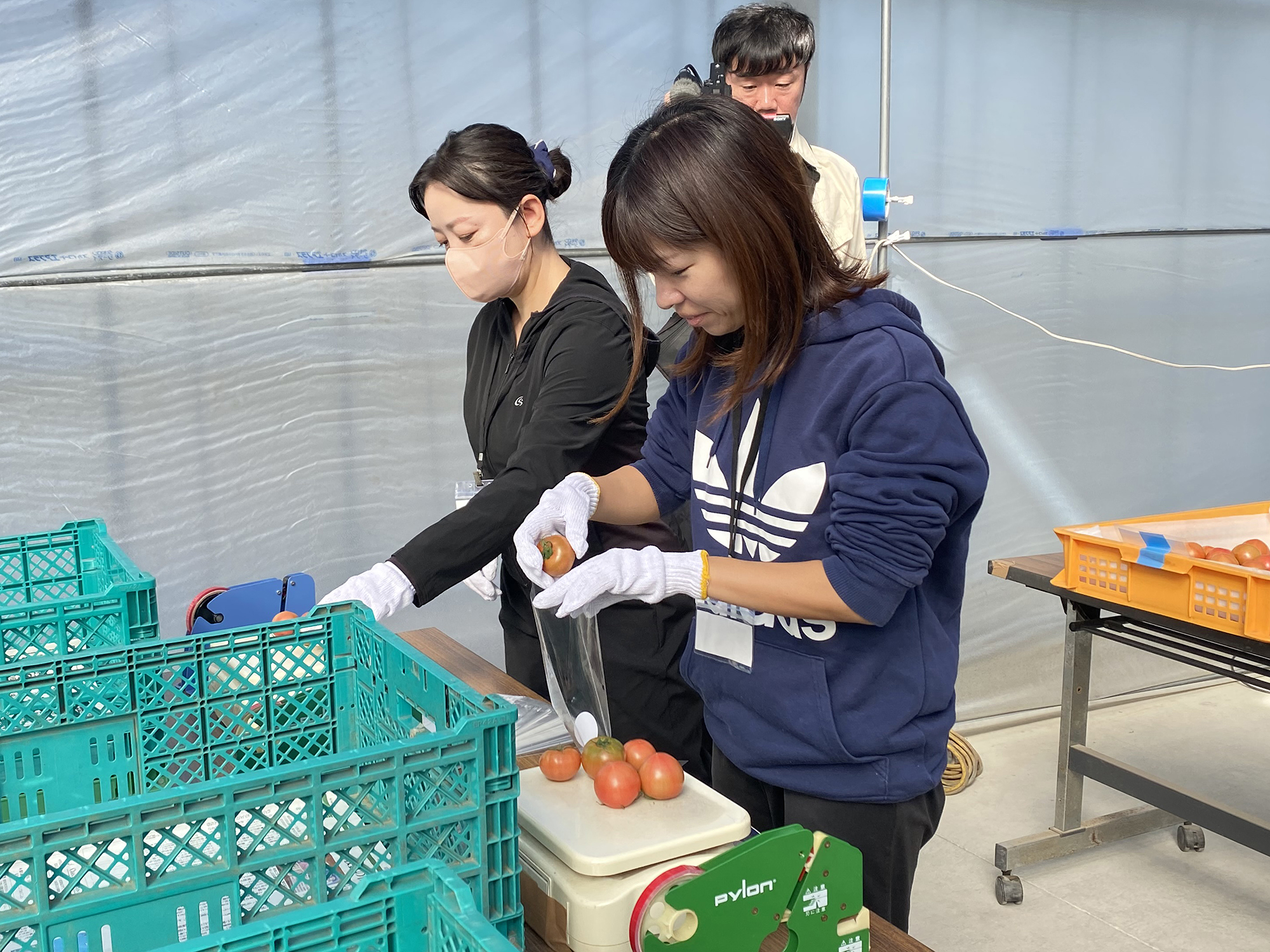 フルーツトマトの袋詰め作業をおこなう参加者